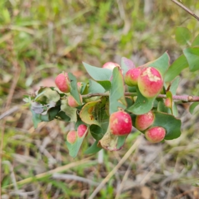 Eucalyptus insect gall