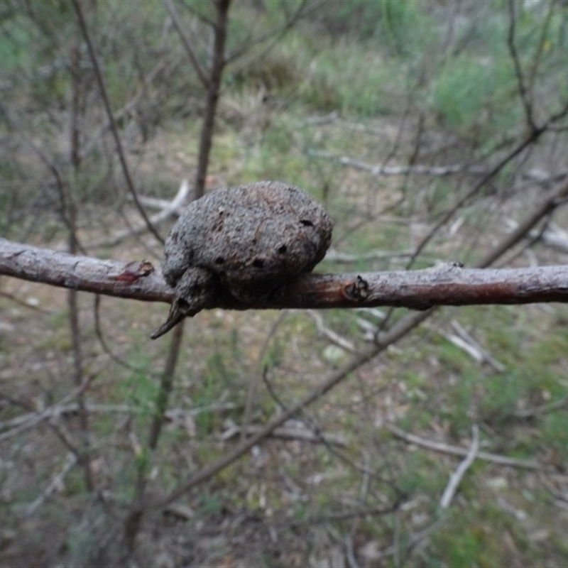 Unverified gall of Acacia sp.