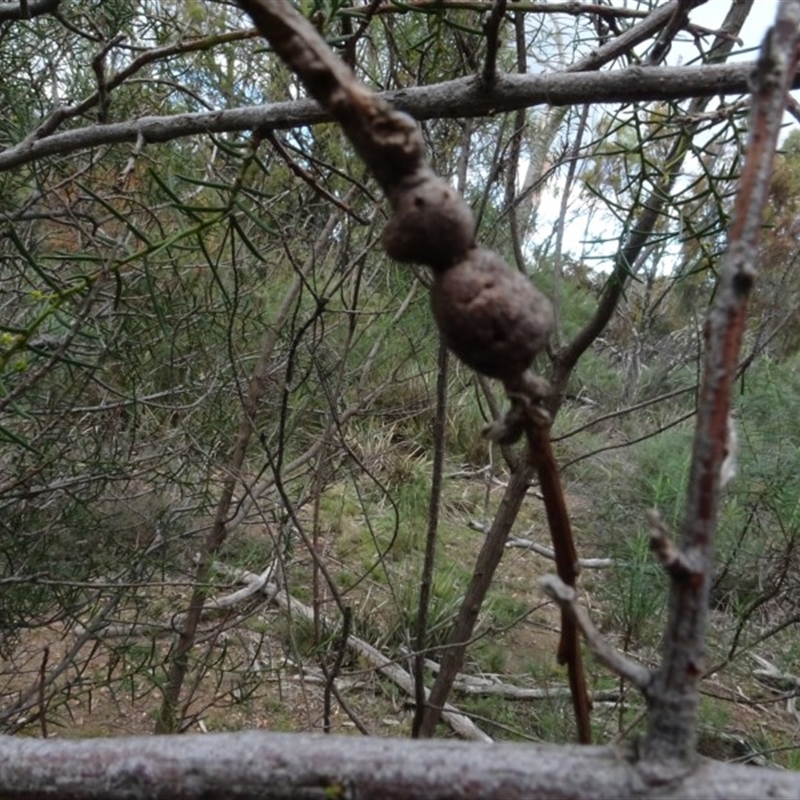 Unverified gall of Acacia sp.