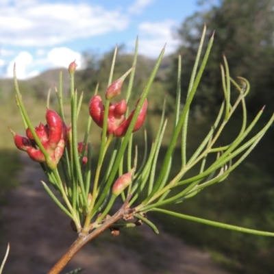 Torymid wasp gall on Hakea microcarpa