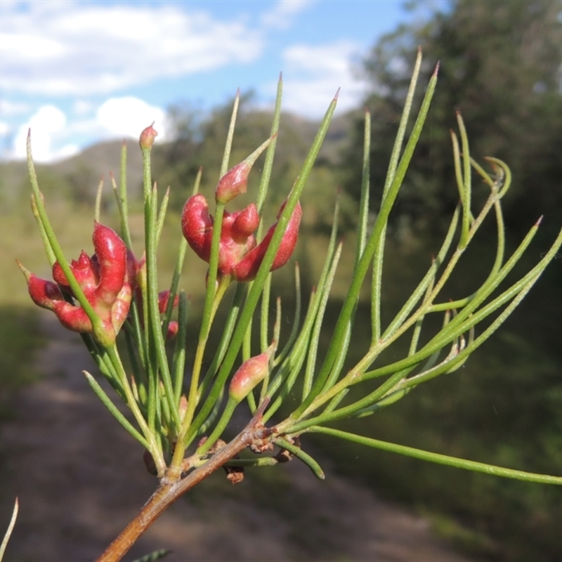 Torymid wasp gall on Hakea microcarpa