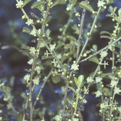 Phyllanthus hirtellus