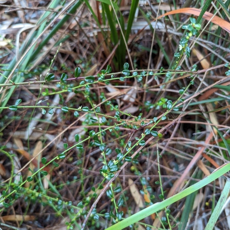 Phyllanthus hirtellus