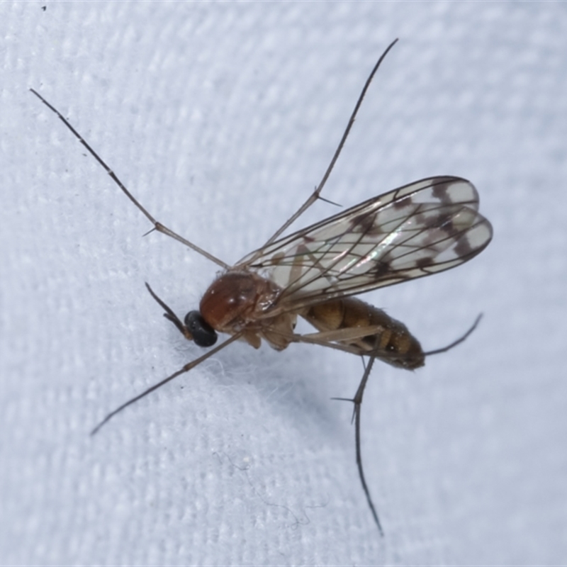 Pyrtaula sp. (genus)