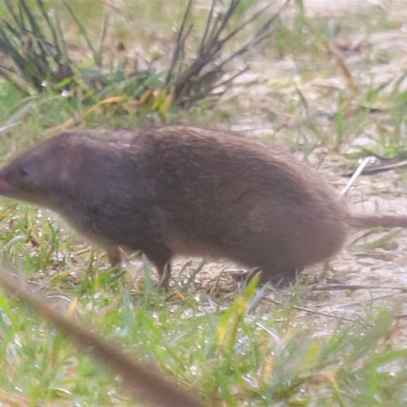 Antechinus minimus