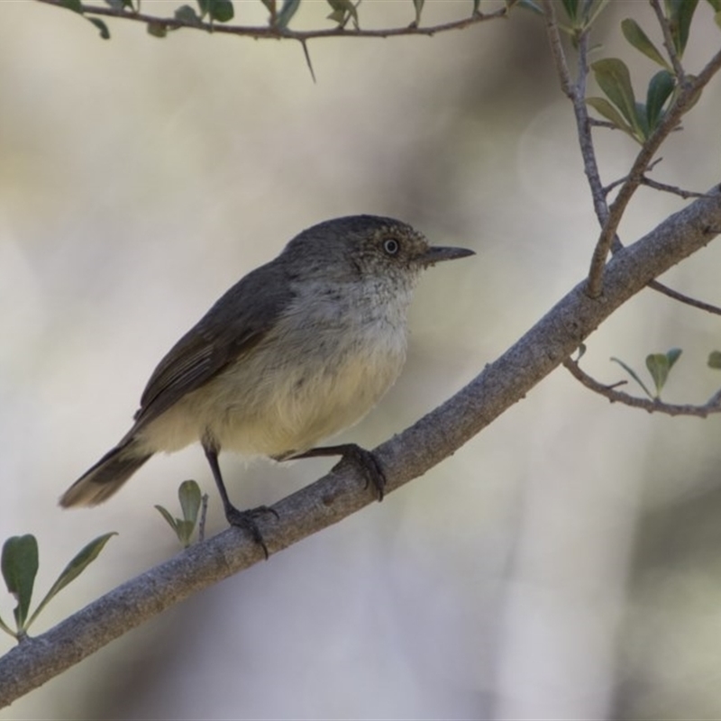 Acanthiza reguloides