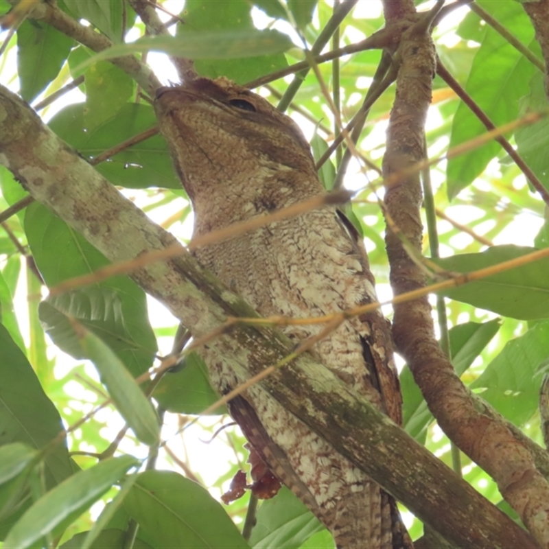 Podargus papuensis