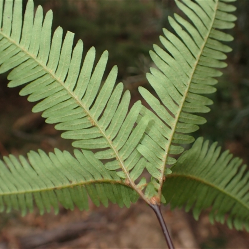 Sticherus urceolatus