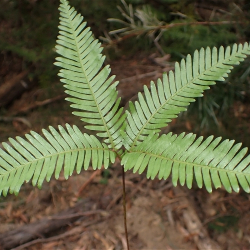 Sticherus urceolatus