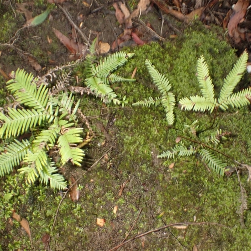 Sticherus urceolatus