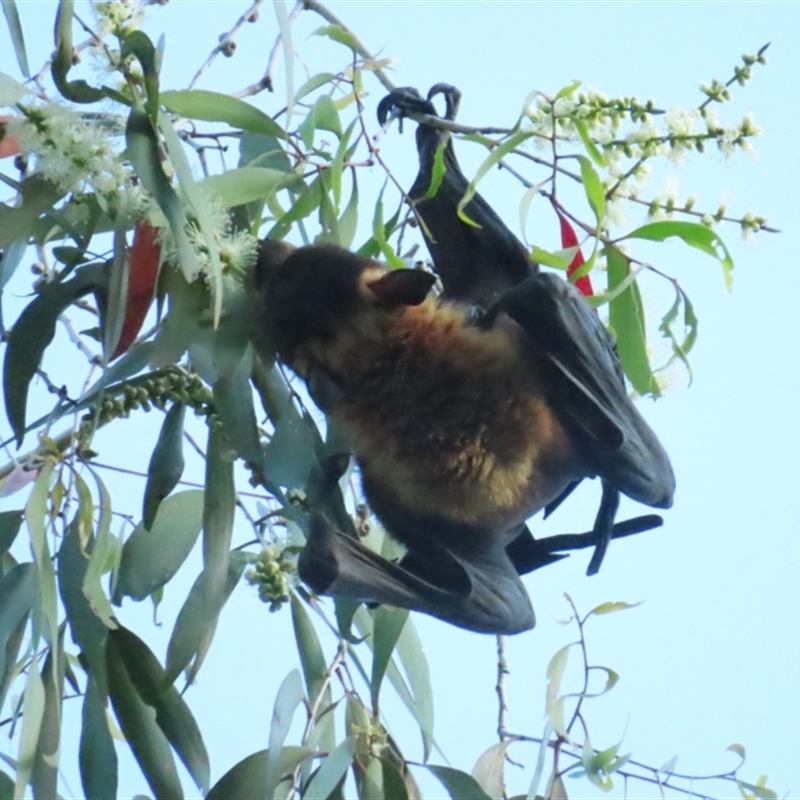 Pteropus conspicillatus