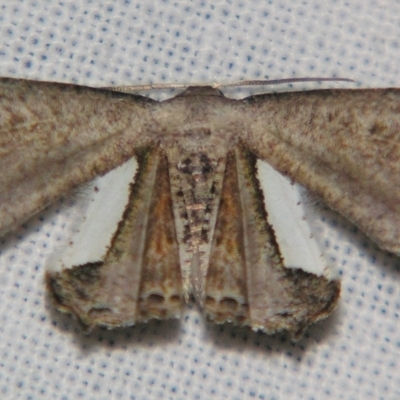 Balantiucha decorata