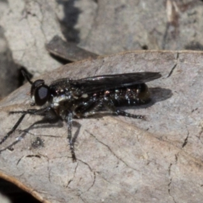 Bromotheres australis