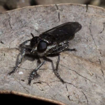 Bromotheres australis