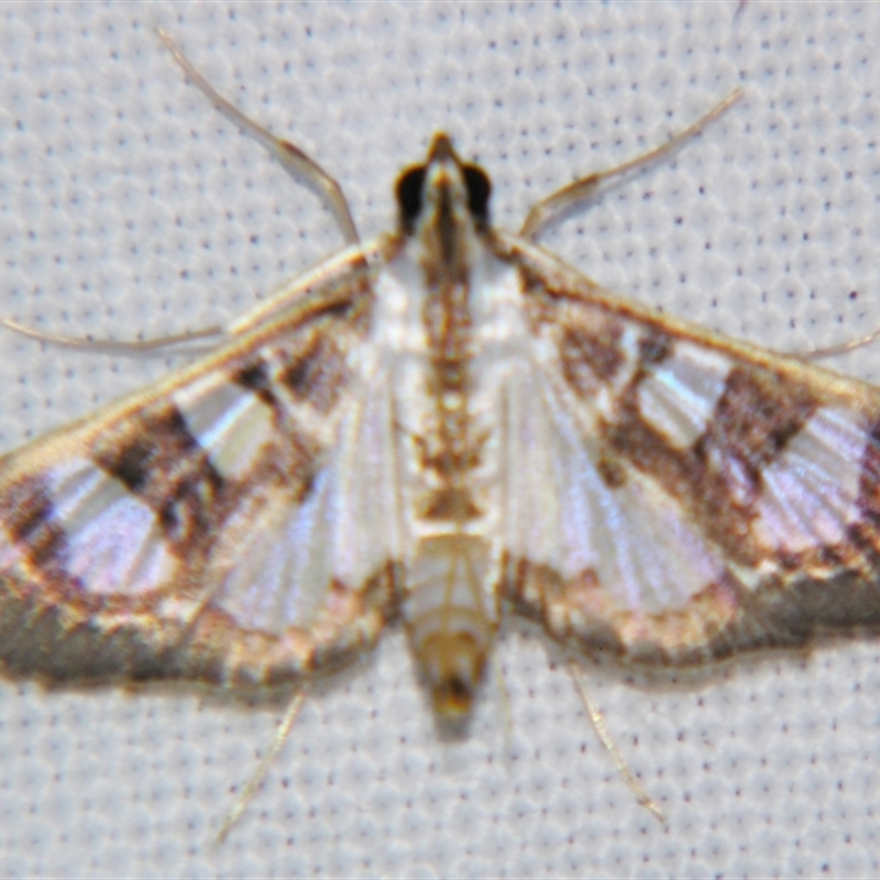 Glyphodes apiospila