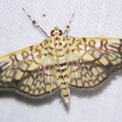 Haritalodes obliqualis