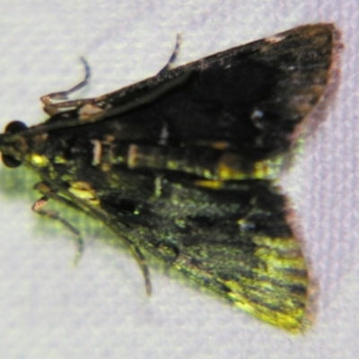 Axiocrita cataphanes