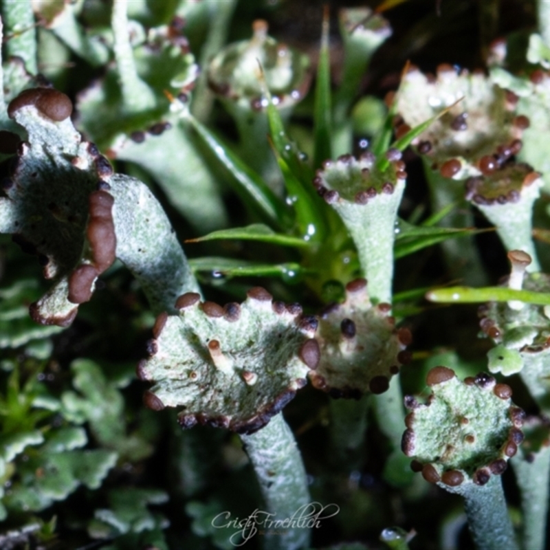 Cladonia verticillata