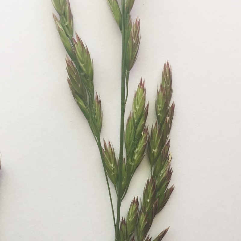 Bromus brevis