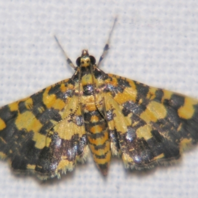 Eurrhyparodes tricoloralis