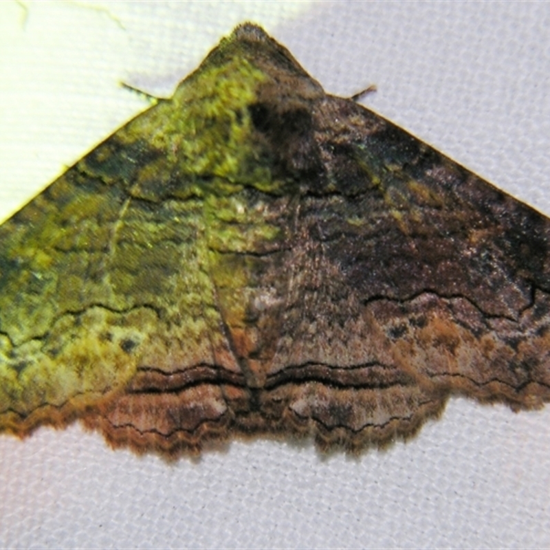 Pericyma cruegeri