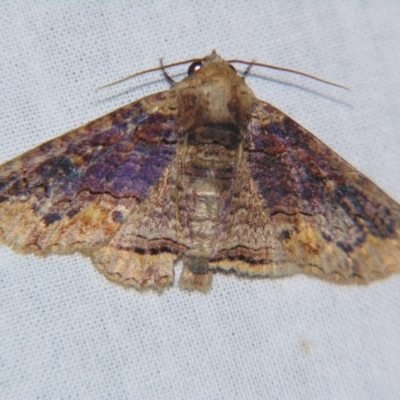 Pericyma cruegeri