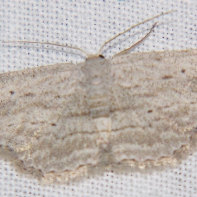 Scopula desita