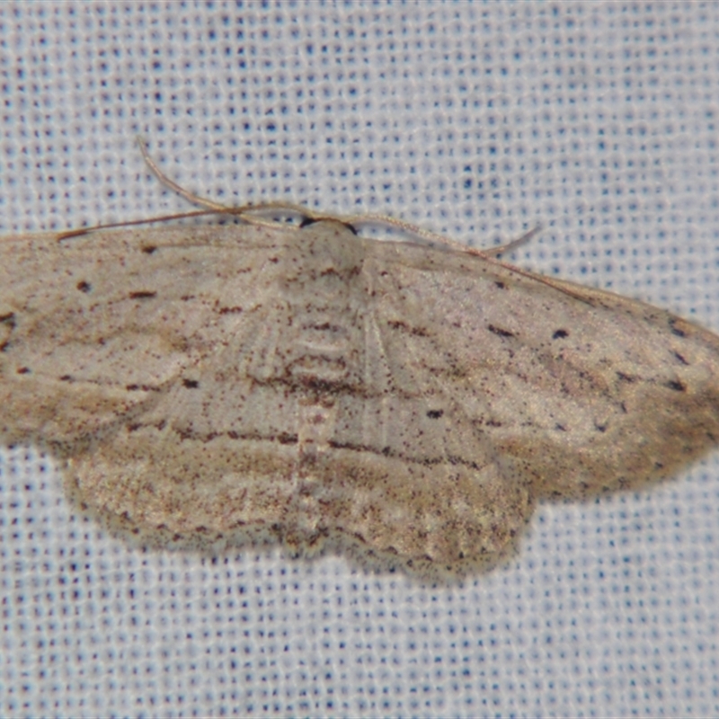 Scopula desita