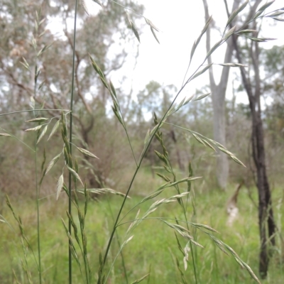 Bromus catharticus