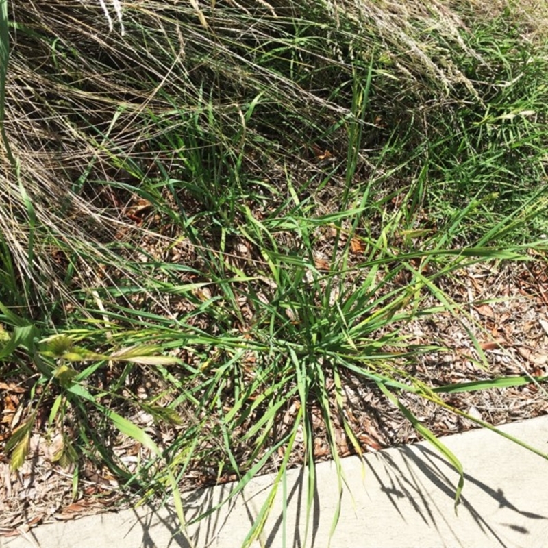 Bromus catharticus