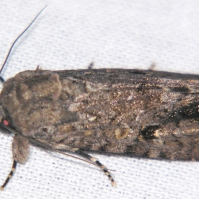 Spodoptera umbraculata