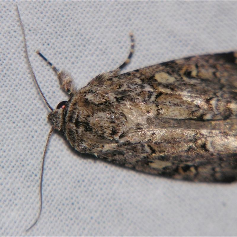 Spodoptera umbraculata