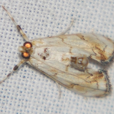 Eudaimonisma batchelorella