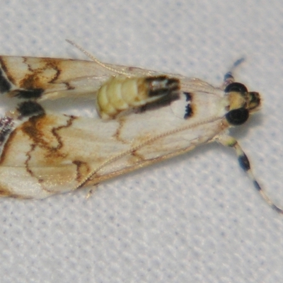 Eudaimonisma batchelorella