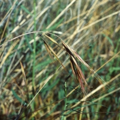 Bromus diandrus