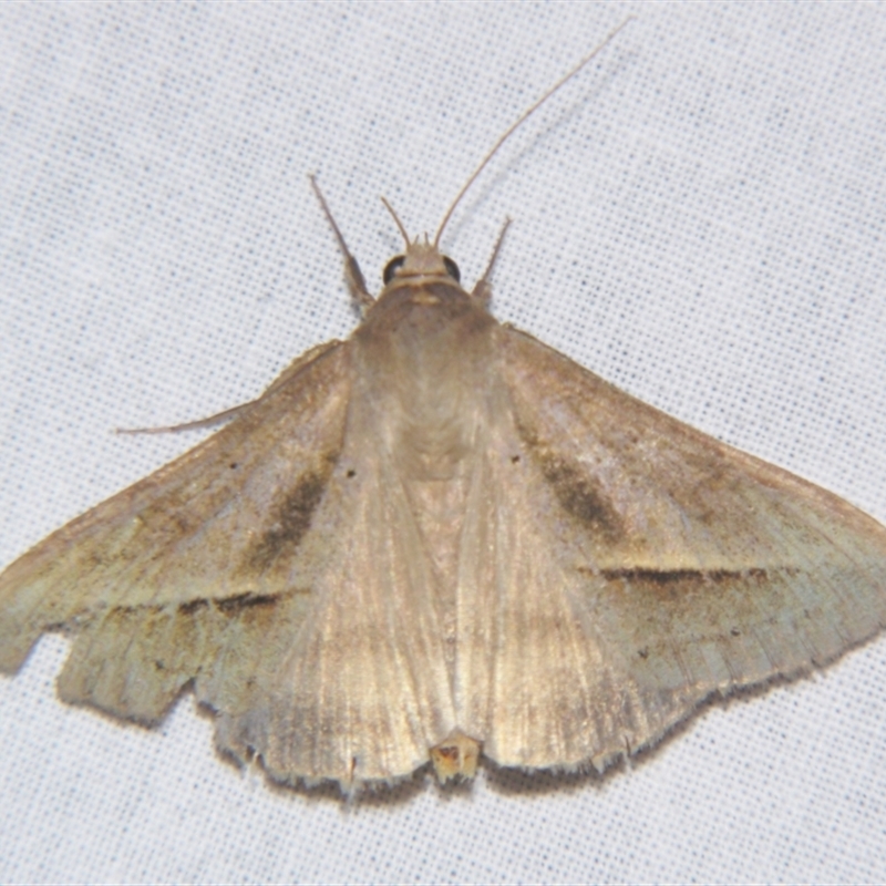 Mocis frugalis