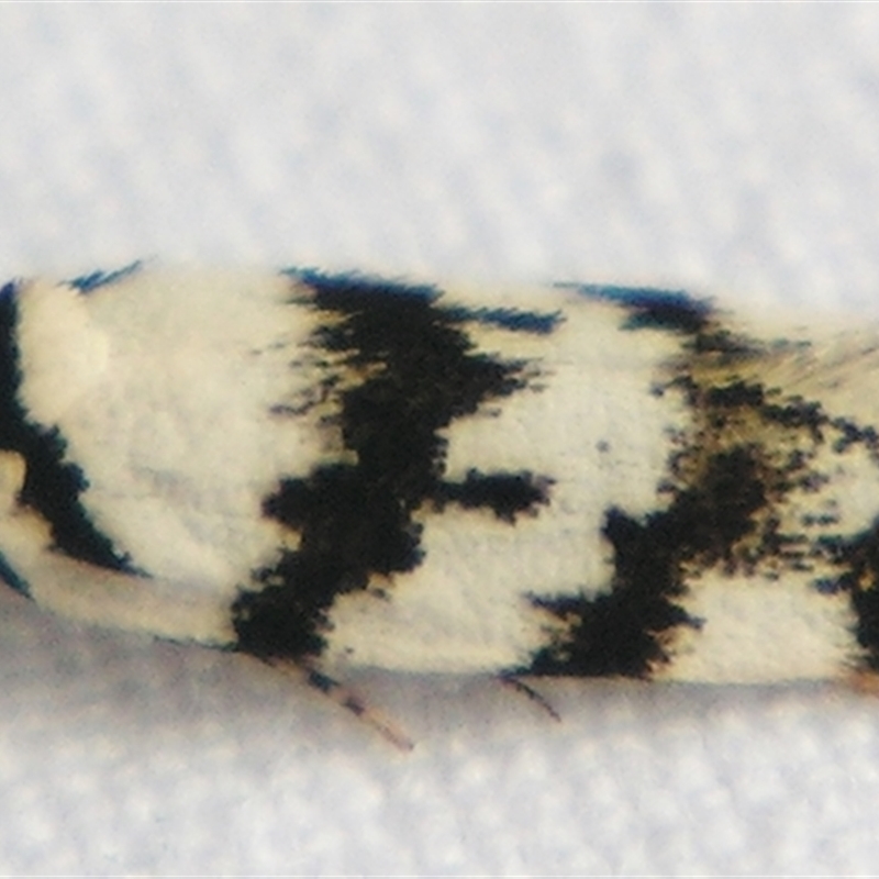 Barea leucocephala