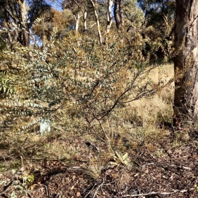 Acacia buxifolia