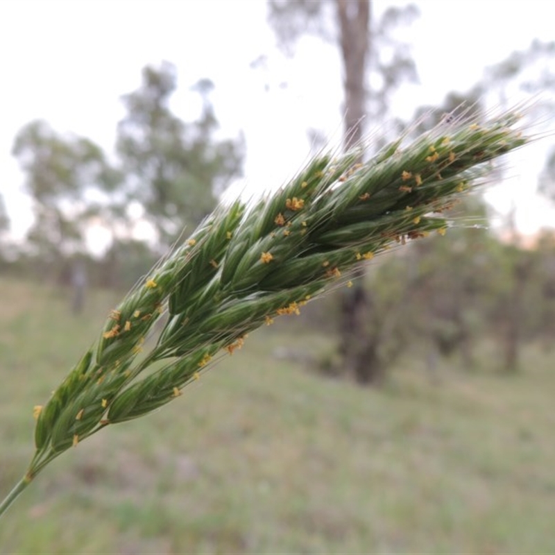 Bromus hordeaceus