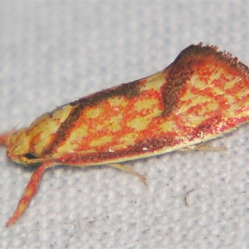 Crepidosceles chryserythra