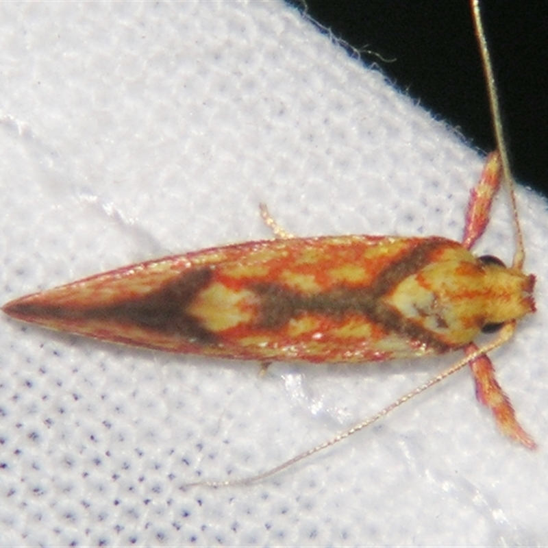 Crepidosceles chryserythra