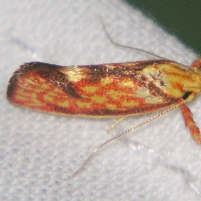 Crepidosceles chryserythra