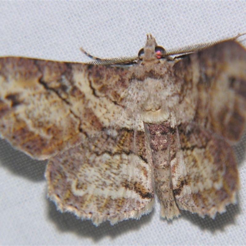 Cleora repetita