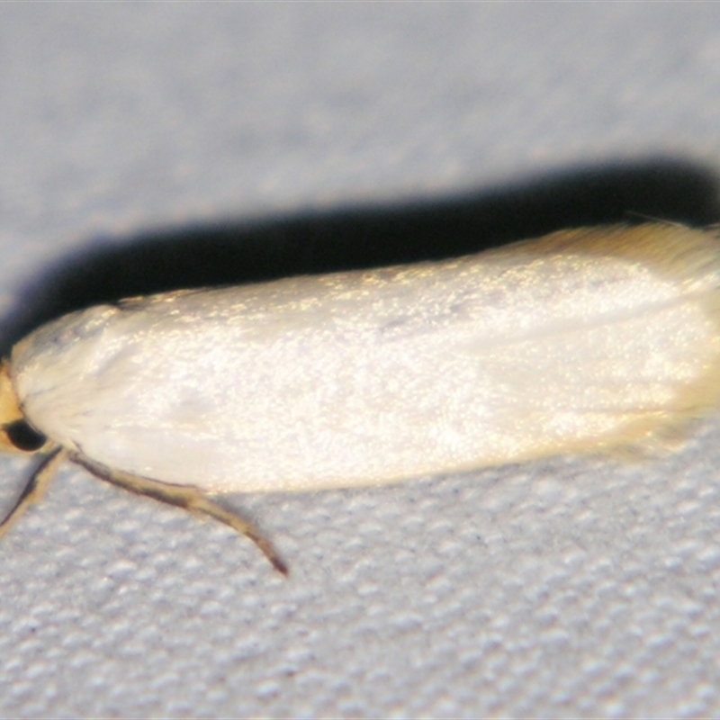 Xylorycta argentella