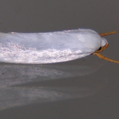 Xylorycta argentella