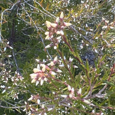 Acrothamnus melaleucoides