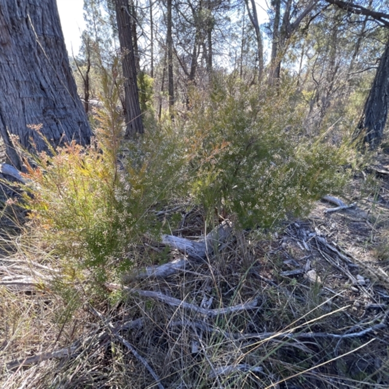 Acrothamnus melaleucoides