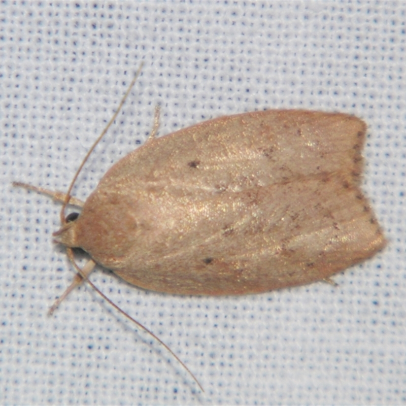 Prionocris (genus)