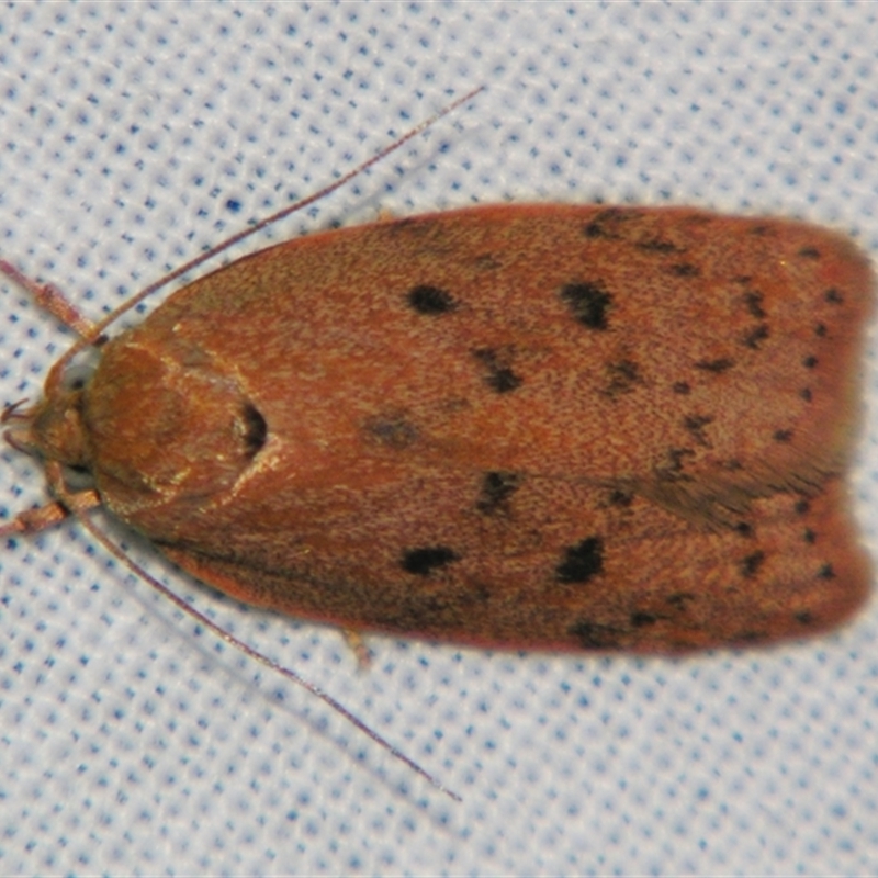 Prionocris (genus)