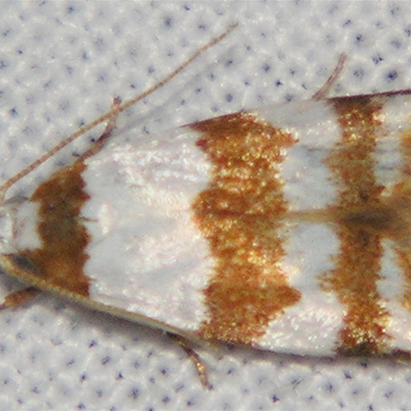 Heteroteucha dimochla